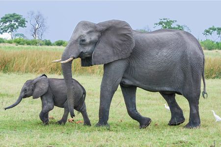 象の親子: 毛糸まつりのジオログ